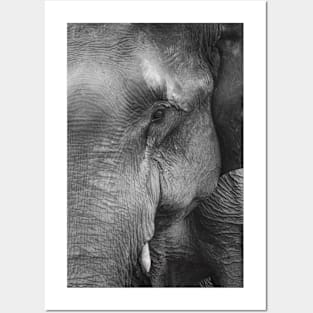 Elephant Posters and Art